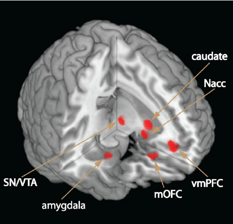 Intro to fMRI - Home